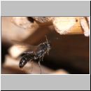 Psenulus sp - Grabwespe 06b 9mm.jpg